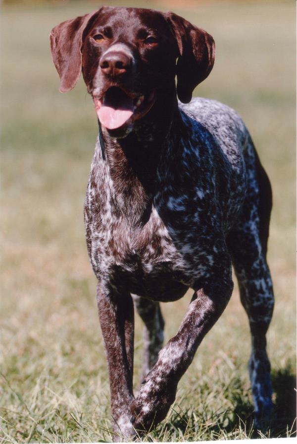 /Images/uploads/Southeast German Shorthaired Pointer Rescue/segspcalendarcontest/entries/31207thumb.jpg